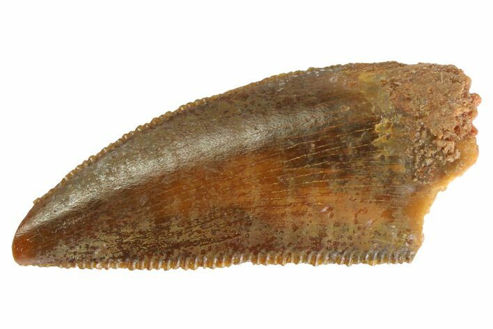 Serrated Raptor Tooth - Real Dinosaur Tooth #333301